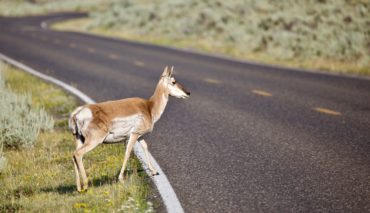 Careless Crossing