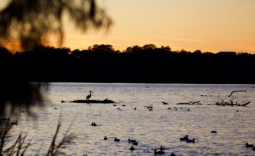 Lone Pelican